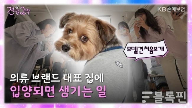 이미지ㅣKB손해보험