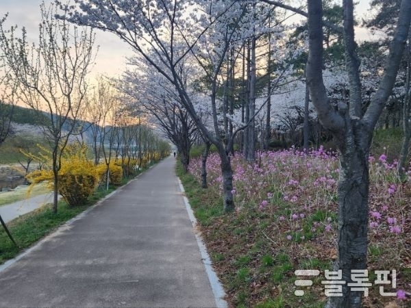 좌광천 일원이 다양한 꽃들로 물들며 아름다운 봄 풍경을 연출하고 있다, 사진ㅣ기장군 