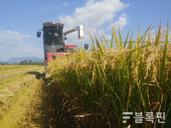 부산시농업기술센터, 황금예찬 쌀 재배단지 93헥타르로 확대. 사진ㅣ부산시 