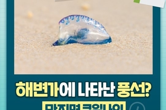 해변가에 떠밀려온 ‘풍선’의 정체, 고깔해파리…피해 예방 수칙은?