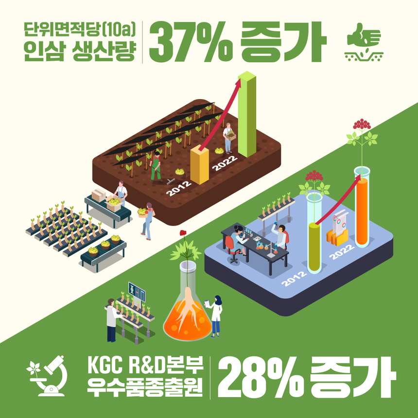 KGC인삼공사, 인삼 생산량 역대 최대